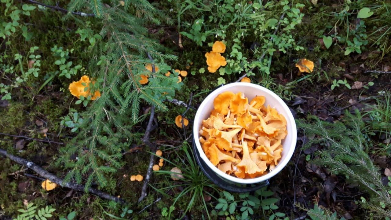 Suvituuli | Paajoen Vuokramoekit Villa Himos Exterior foto